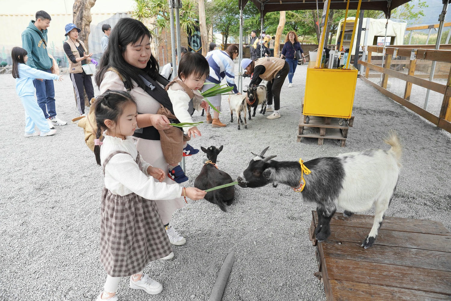 宜蘭礁溪親子景點推薦|回巢農場餵羊咩咩、水豚互動超療癒 - 第5張圖